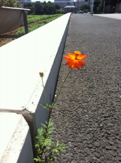 (untitled)